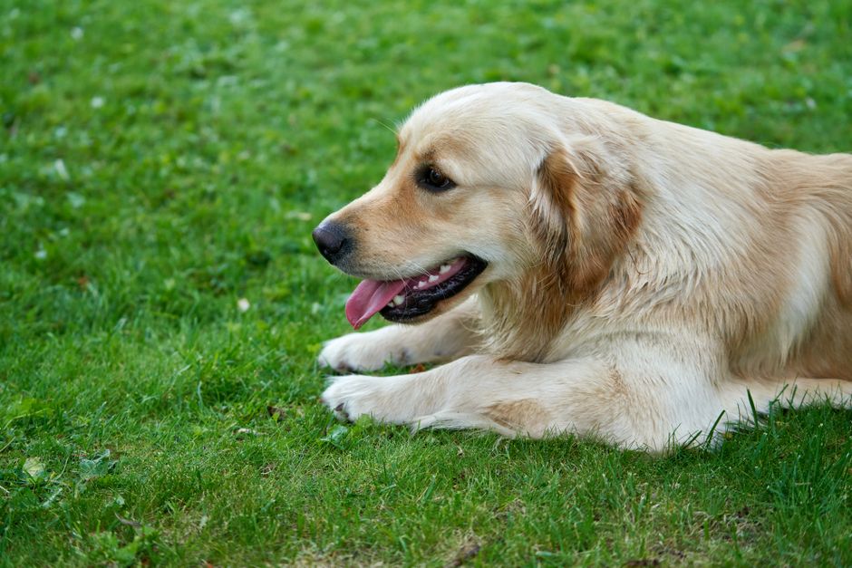 Happy, well-cared-for dog