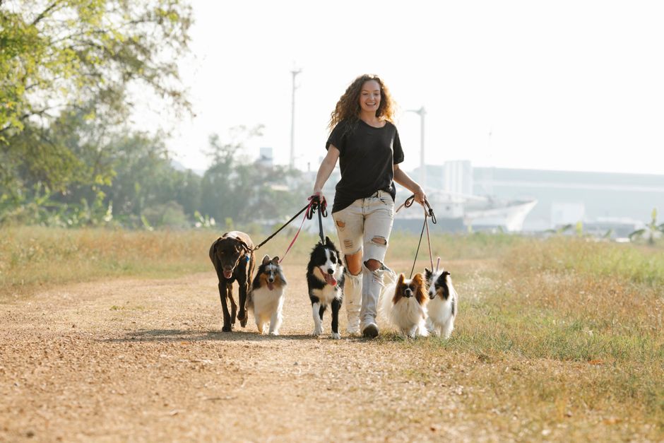 Dog walking